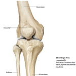 Afbeelding 01 knie