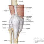 Afbeelding 02 knie