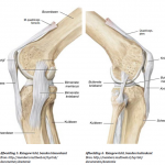 Afbeelding 03 knie