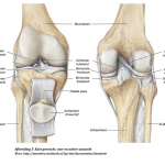 Afbeelding 04 knie