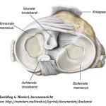 Anatomie Knie02