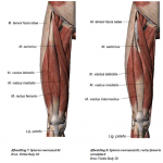 Afbeelding 06 knie