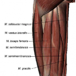 Anatomie Knie 03